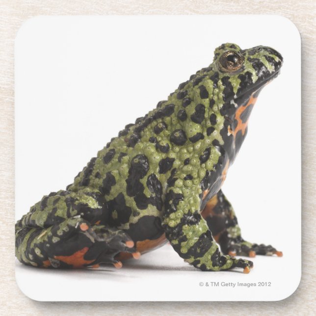 Side View of an Oriental Fire Bellied Toad Coaster (Front)