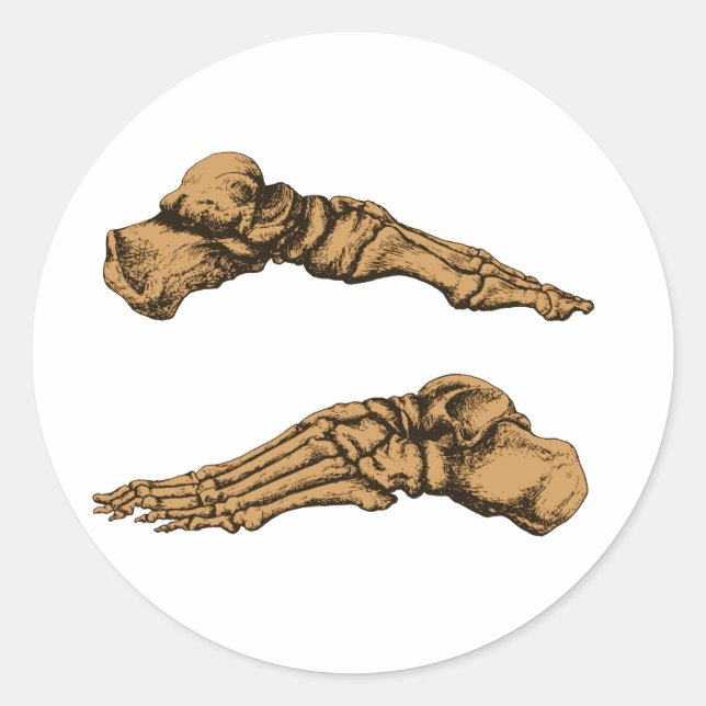 Side view of bones of the feet - sepia classic round sticker (Front)