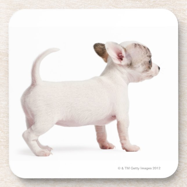 Side view of Chihuahua Puppy (10 weeks old) Coaster (Front)