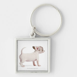 Side view of Chihuahua Puppy (10 weeks old) Keychain