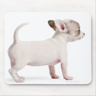 Side view of Chihuahua Puppy (10 weeks old) Mouse Pad