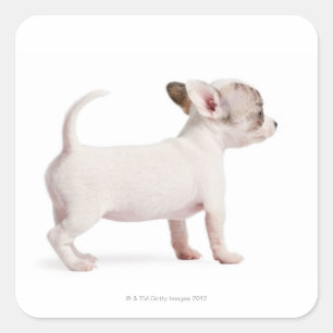 Side view of Chihuahua Puppy (10 weeks old) Square Sticker