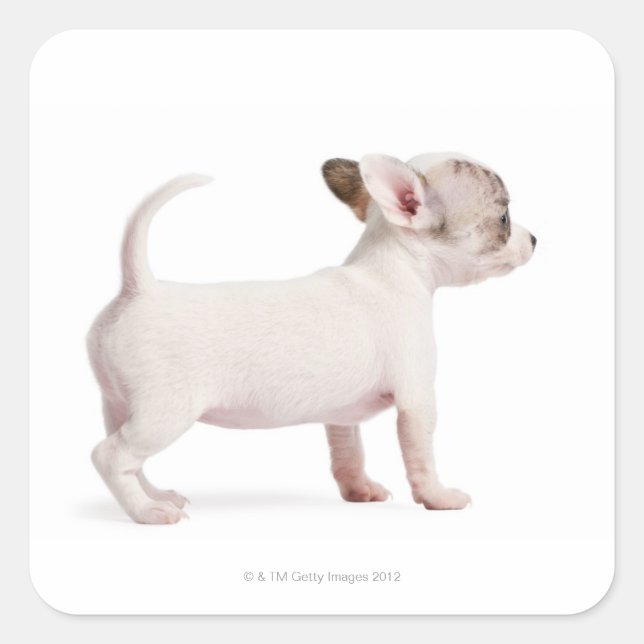 Side view of Chihuahua Puppy (10 weeks old) Square Sticker (Front)