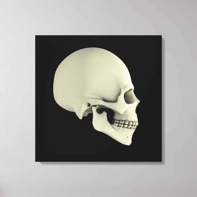 Side View Of Human Skull Canvas Print (Front)