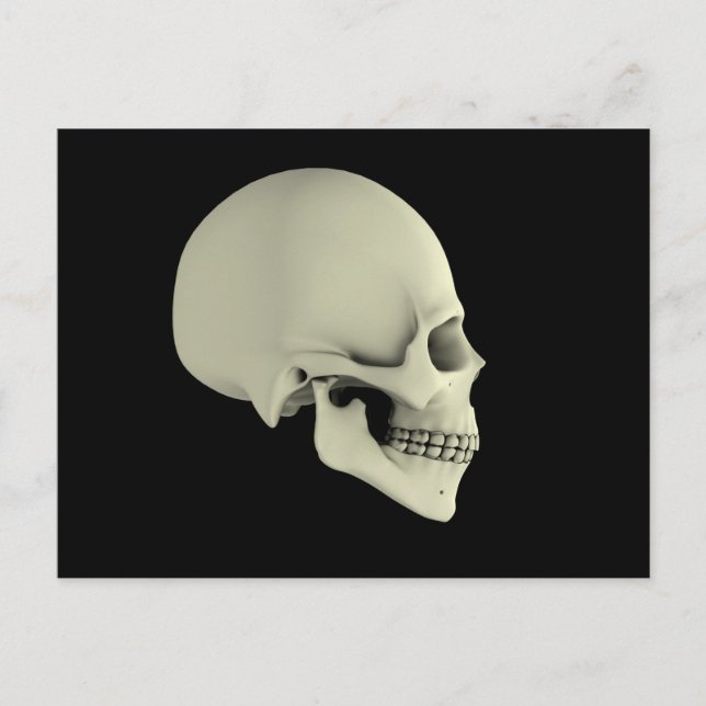 Side View Of Human Skull Postcard (Front)