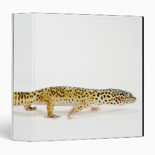 Side view of leopard gecko lizard binder