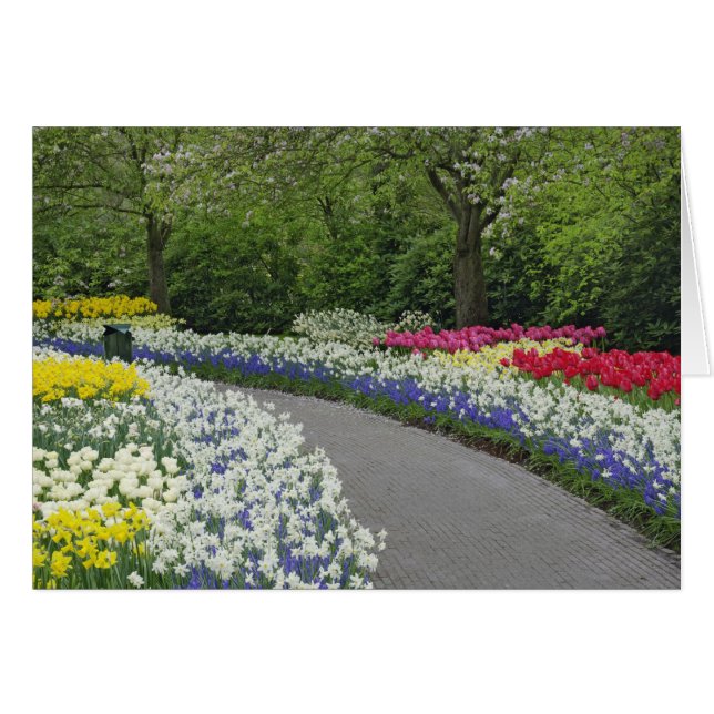 Sidewalk pathway through tulips and daffodils, (Front Horizontal)