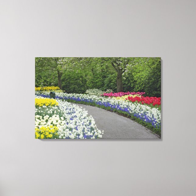 Sidewalk pathway through tulips and daffodils, canvas print (Front)