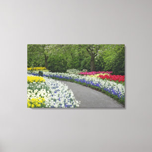 Sidewalk pathway through tulips and daffodils, canvas print