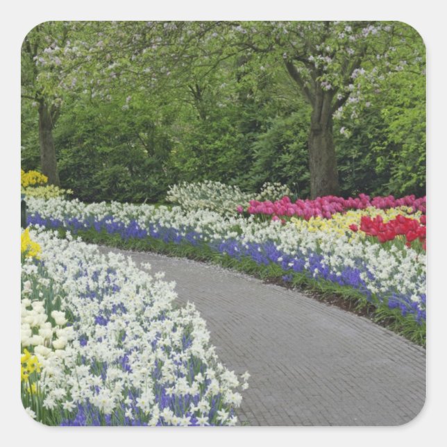 Sidewalk pathway through tulips and daffodils, square sticker (Front)