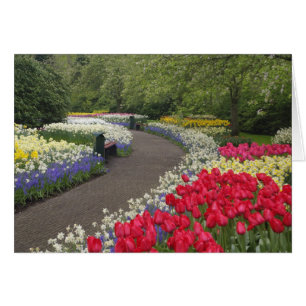 Sidewalk through tulips, daffodils, and