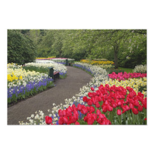 Sidewalk through tulips, daffodils, and photo print
