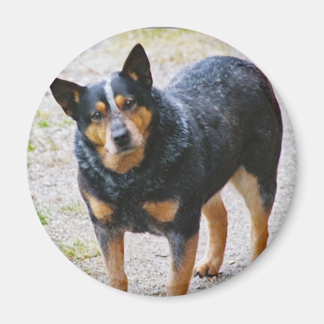 Sidney the Blue Heeler Magnet (Front)