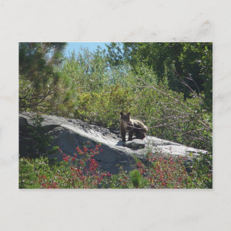 Sierra Bear Cub Postcard