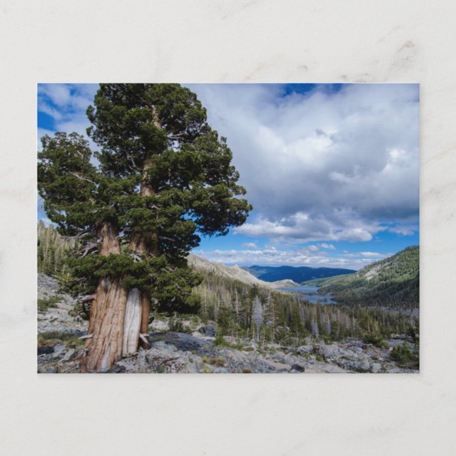 Sierra Juniper and Evergreen Trees 2 Postcard (Front)