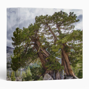 Sierra Juniper and Evergreen Trees Binder
