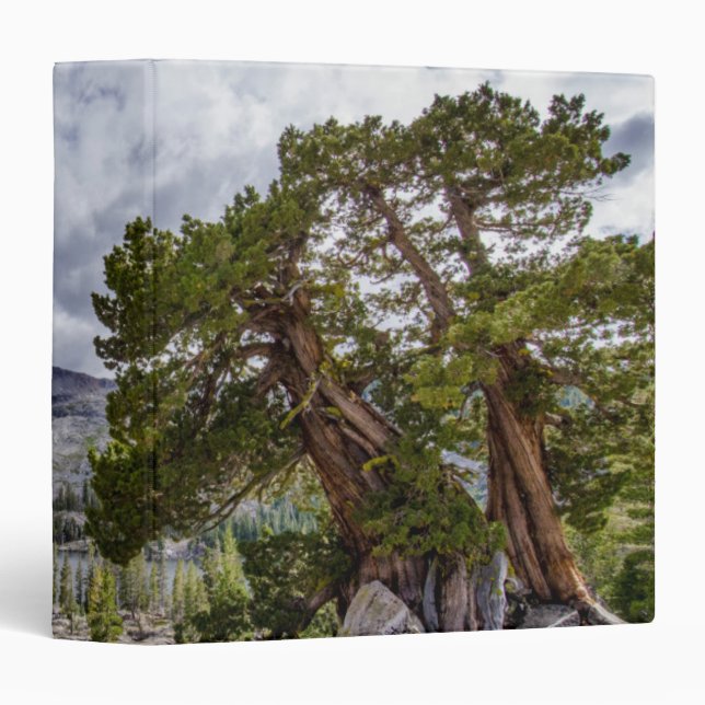 Sierra Juniper and Evergreen Trees Binder (Front/Spine)