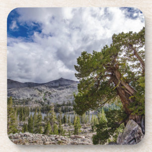 Sierra Juniper and Evergreen Trees Coaster