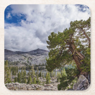 Sierra Juniper and Evergreen Trees Square Paper Coaster
