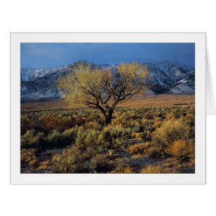 "Sierra Sunlit Tree"