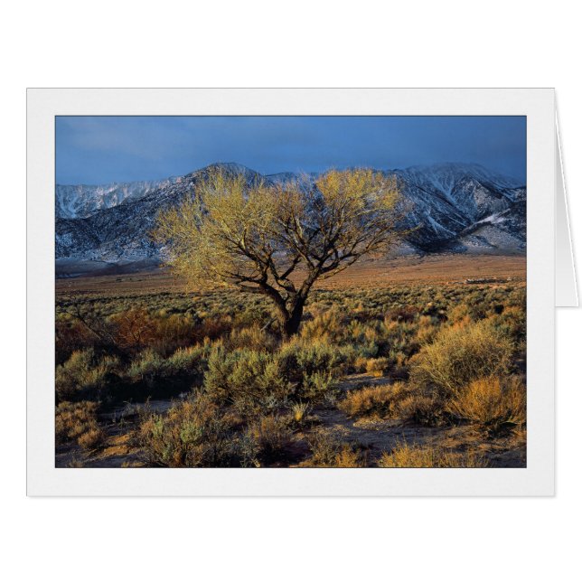 "Sierra Sunlit Tree" (Devant horizontal)