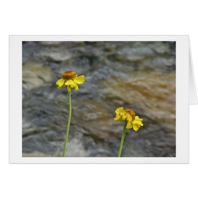 Sierra Wildflowers by Woods Creek (Front Horizontal)