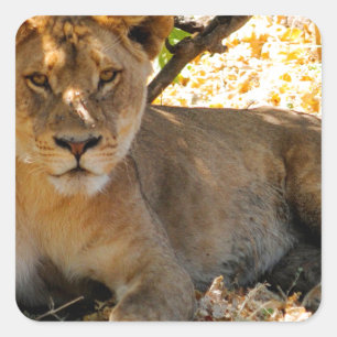 Siesta Time Square Sticker