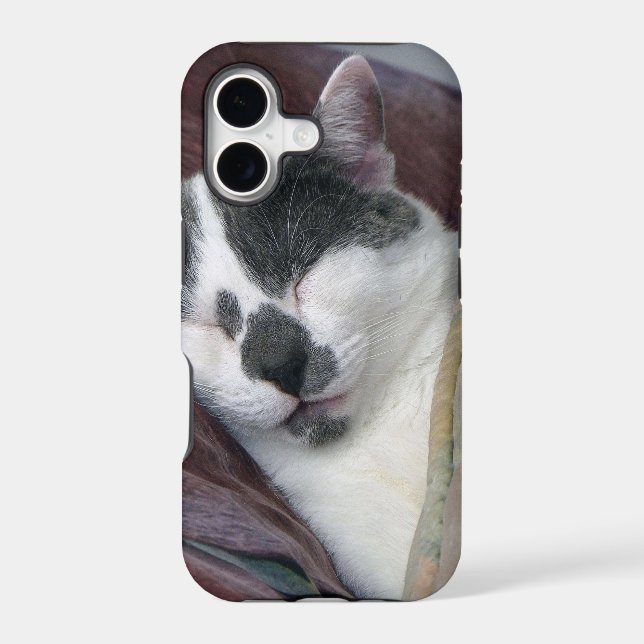 Sieste de chat (Verso)