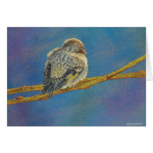 Sièste de Siskin