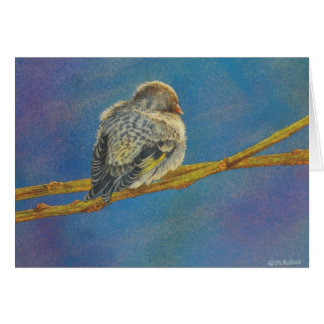 Sièste de Siskin