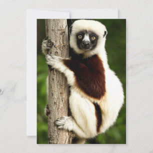Sifaka Lemur in Madagascar Forest Card