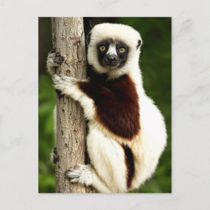 Sifaka Lemur in Madagascar Forest Postcard