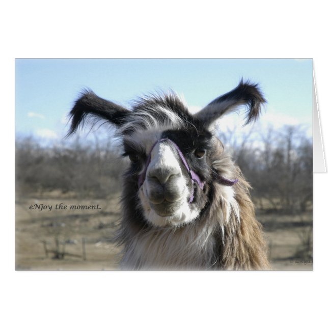 sigh_llama_njoy_D1477 (Front Horizontal)