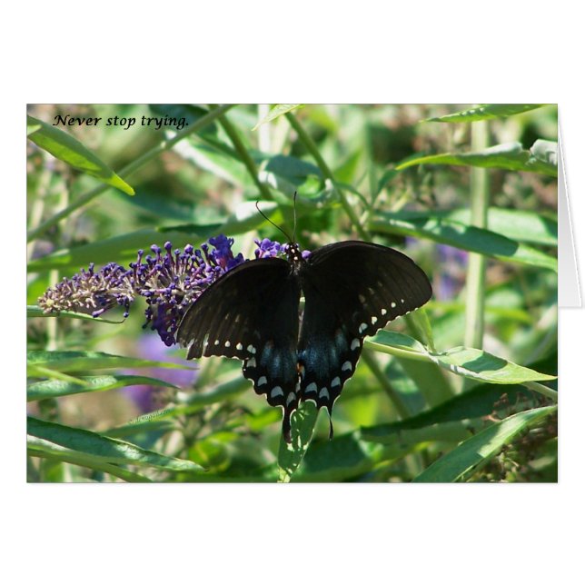 sigh_spicebush_never_stop_1363x (Devant horizontal)