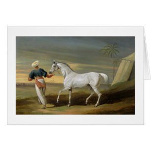 Signal, a grey Arab, with a Groom in the Desert (o