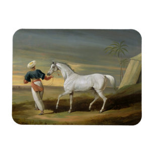 Signal, a grey Arab, with a Groom in the Desert (o Magnet