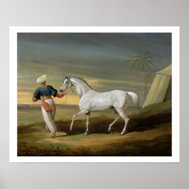 Signal, a grey Arab, with a Groom in the Desert (o Poster (Front)