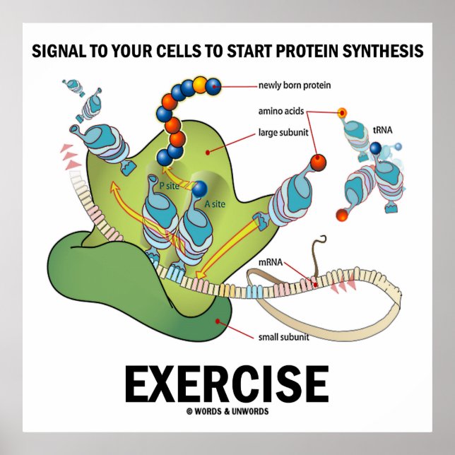 Signal To Start Protein Synthesis Exercise Poster (Front)