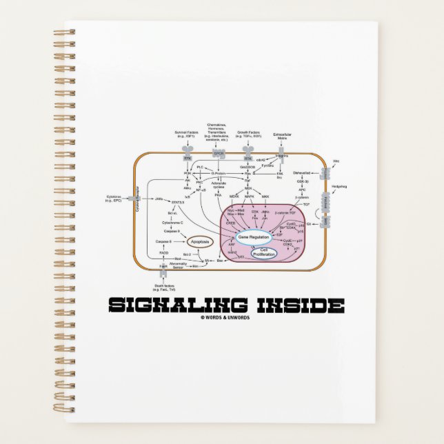 Signalling Inside Signal Transduction Pathways Planner (Front)