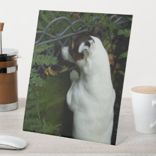 Signe De Table Capo von Oppenheim, Jack Russell Terrier Chien