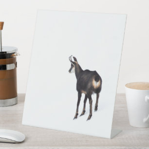 Signe De Table Chèvre montagneuse minimaliste chamois alpin sur n