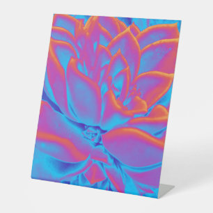 Signe De Table Couleur arc-en-ciel plante Succulent