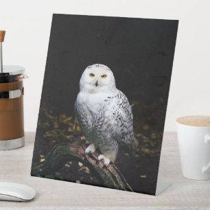 Signe De Table Hibou des neiges majestueux d'hiver