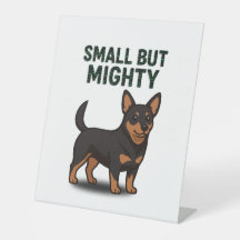 Lancashire Heeler Petit Mais Puissant