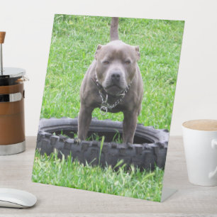 Signe De Table Mâle adulte Staffordshire Terrier prêt à jouer,