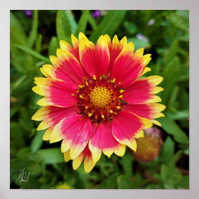 Signed Blanket Flower Poster (Front)
