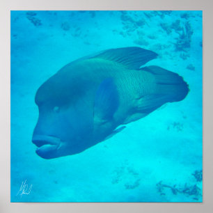 Signed Great Barrier Reef Napoleon Wrasse Fish Poster