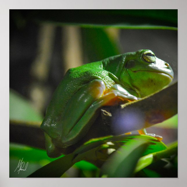 Signed Green Tree Frog Poster (Front)