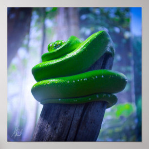 Signed Green Tree Python (A) Poster