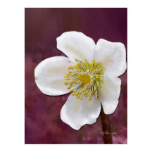 Signed High-Poly Winter Rose Art Print